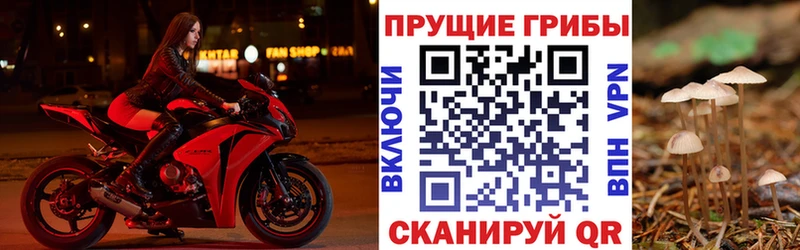 блэк спрут ТОР  Кологрив  Псилоцибиновые грибы мухоморы 